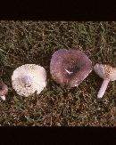 Russula mariae image