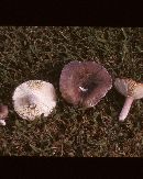 Russula mariae image