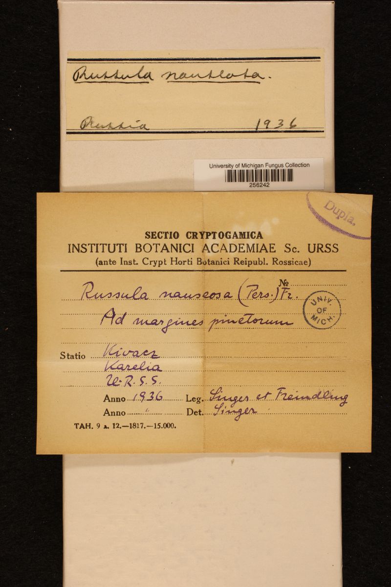 Russula nauseosa image