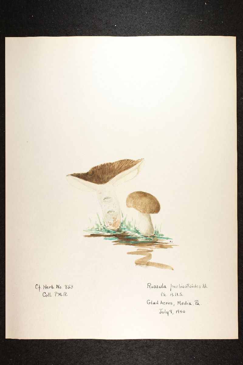 Russula pectinatoides image