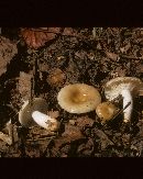 Russula pectinatoides image