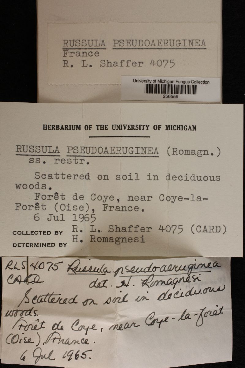 Russula pseudoaeruginea image