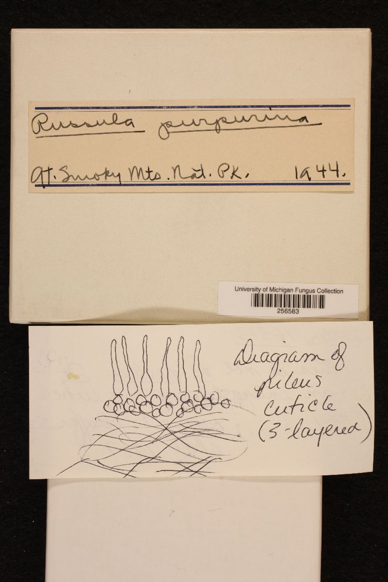 Russula purpurina image