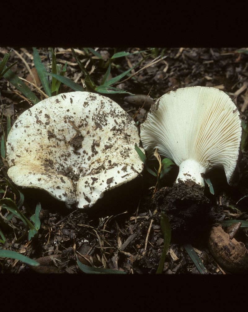 Russula romagnesiana image