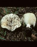 Russula romagnesiana image