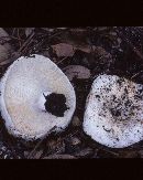 Russula romagnesiana image