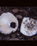 Russula romagnesiana image