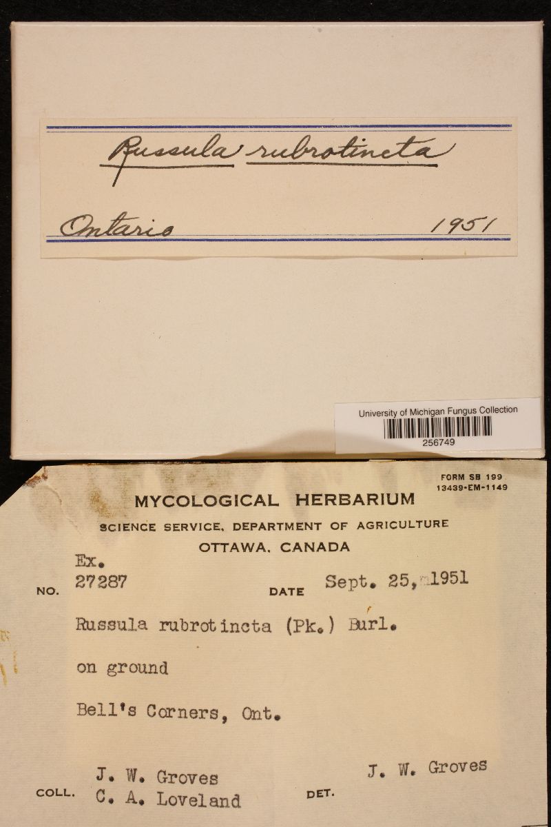 Russula rubrotincta image