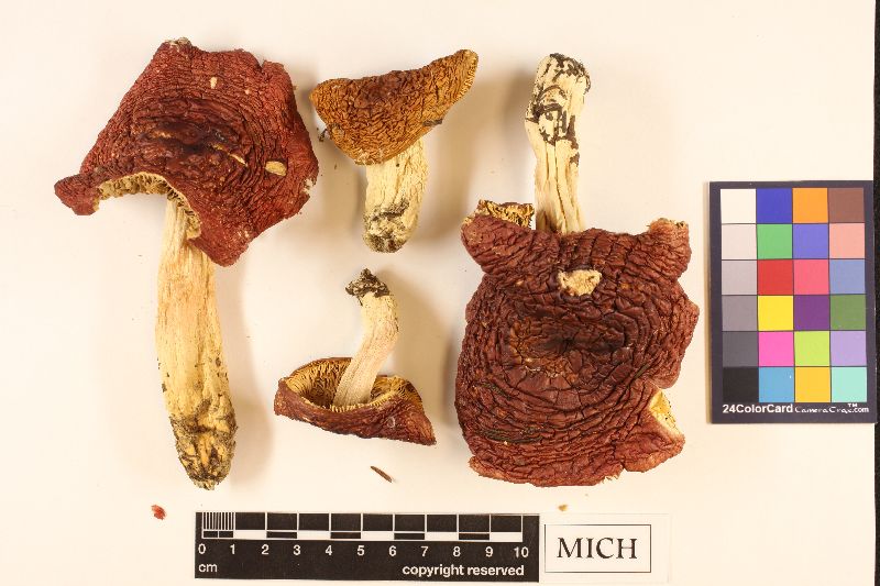 Russula rubrotincta image
