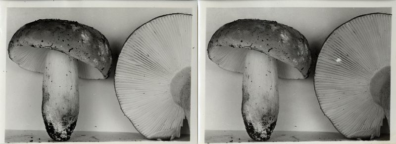 Russula smithii image
