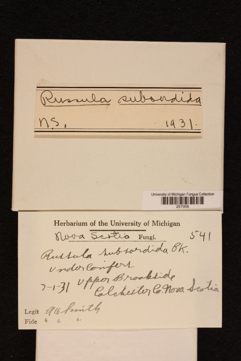 Russula subolivascens image
