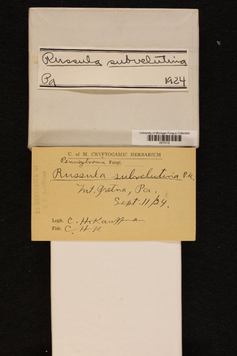 Russula subvelutina image