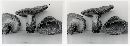 Russula ventricosipes image