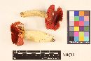 Russula veternosa image