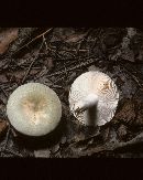 Russula virescens image