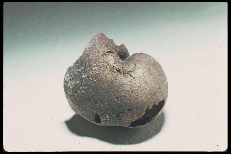 Mesophelliaceae image