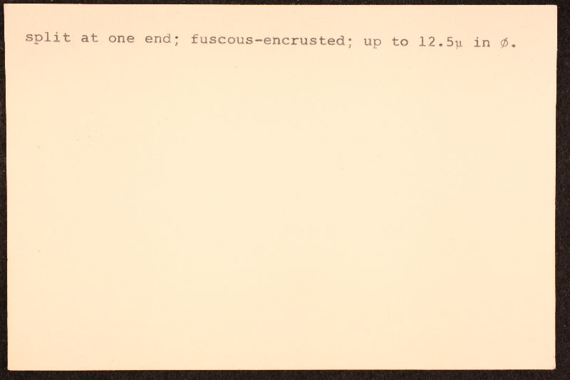 Tremellogaster image