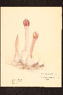Lysurus mokusin image