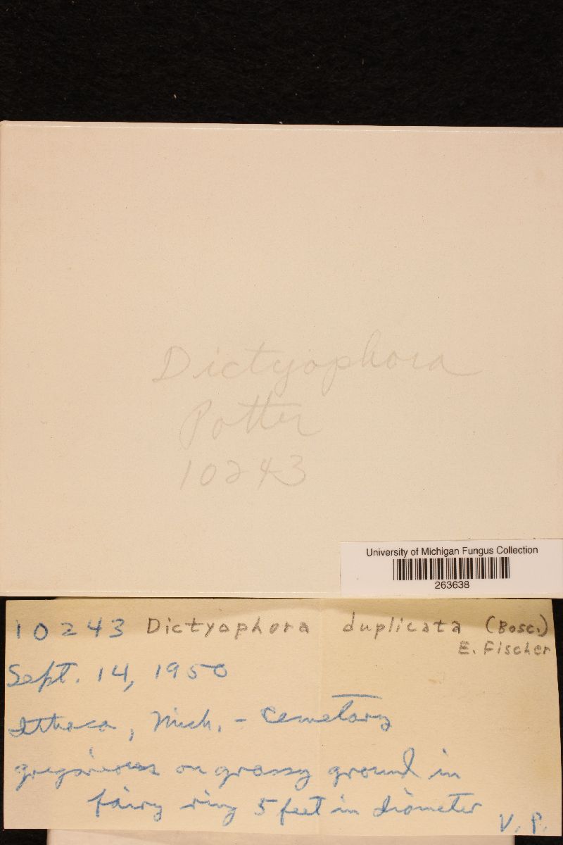 Dictyophora duplicata image