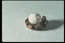 Geastrum campestre image