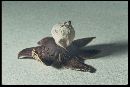 Geastrum campestre image