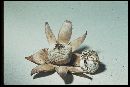 Geastrum floriforme image