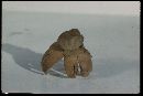 Geastrum fimbriatum image