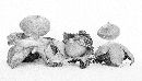 Geastrum rufescens image