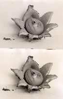 Geastrum triplex image