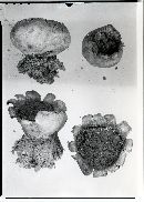 Scleroderma flavidum image