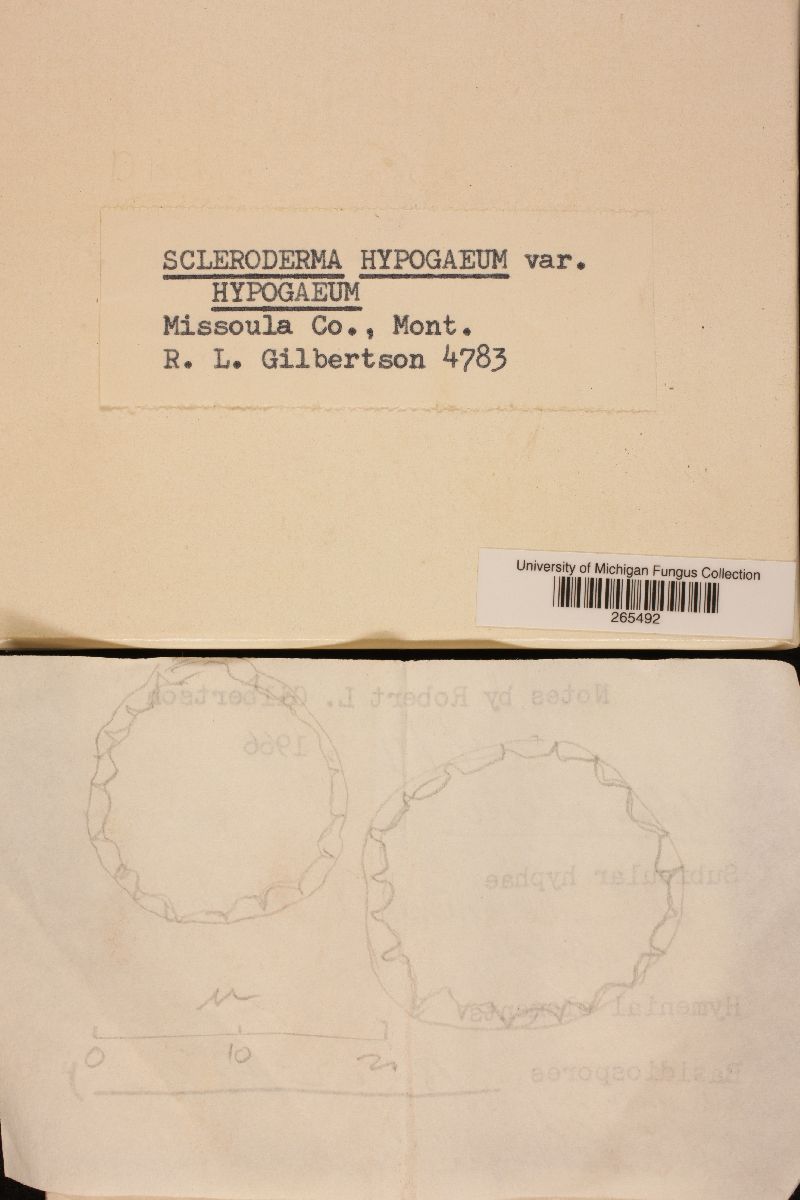 Scleroderma hypogaeum var. hypogaeum image