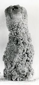 Scleroderma meridionale image
