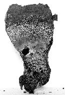 Pisolithus arhizus image