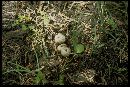 Tulostoma purpusii image