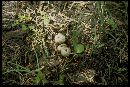 Tulostoma purpusii image