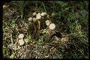 Tulostoma purpusii image