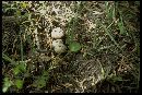 Tulostoma purpusii image