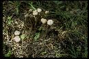 Tulostoma purpusii image