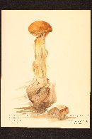 Battarrea phalloides image