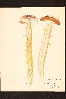 Battarrea phalloides image