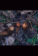 Calostoma cinnabarinum image