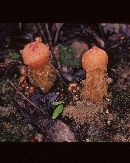 Calostoma cinnabarinum image