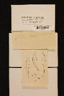 Hypomyces aurantius image