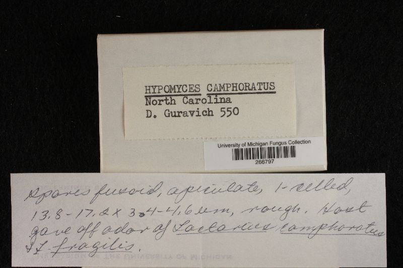 Hypomyces camphorati image