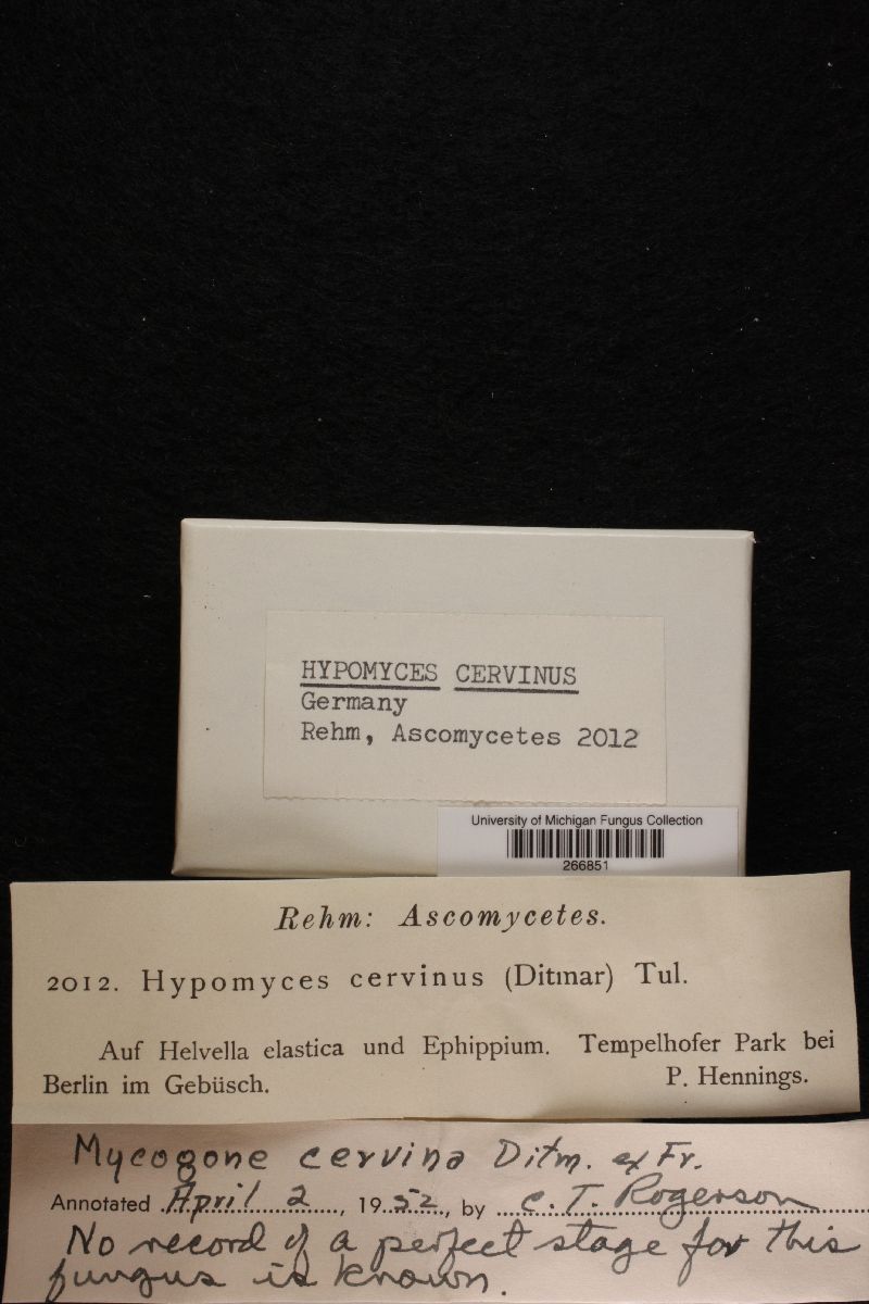 Hypomyces cervinus image