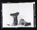 Hypomyces luteovirens image
