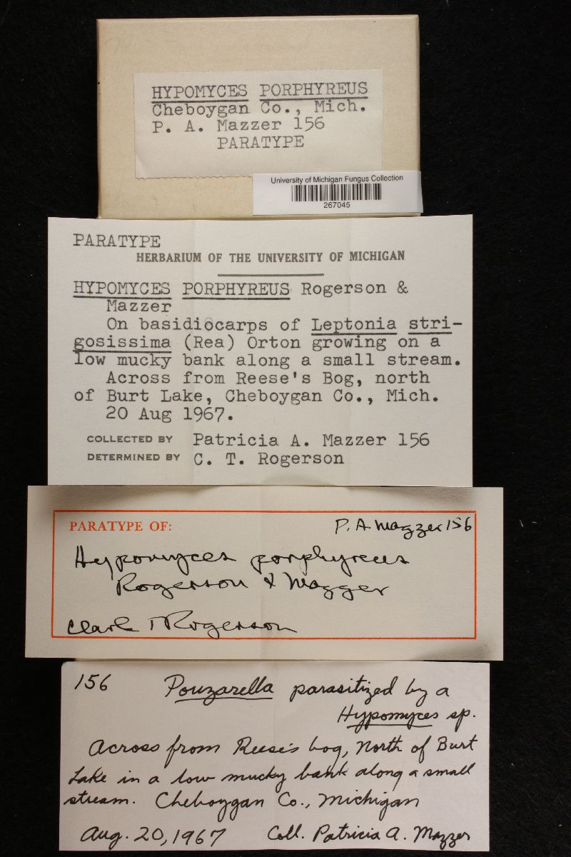 Hypomyces porphyreus image