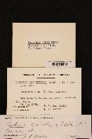 Daldinia concentrica image
