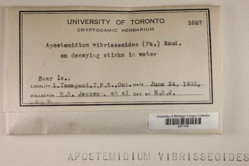 Vibrissea vibrisseoides image
