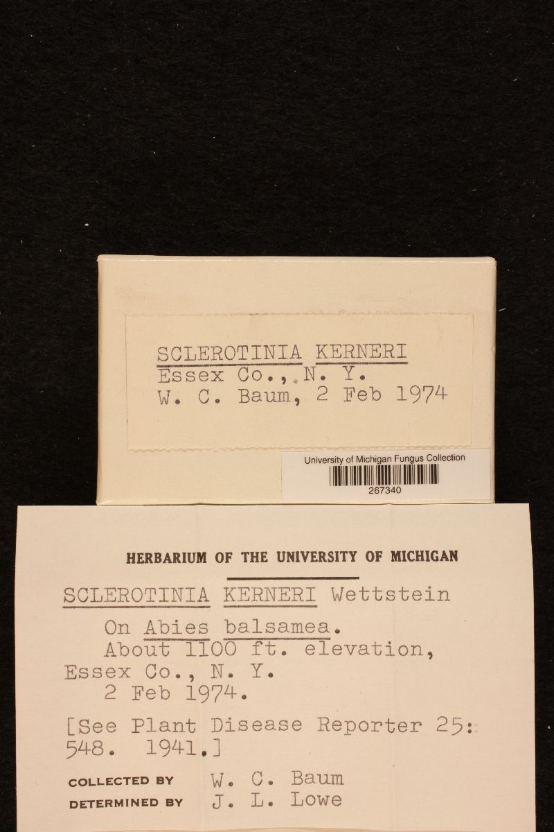 Elliottinia kerneri image